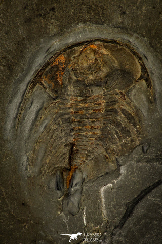 30461 - Unique Museum Grade 1.09 Inch Olenellus sp Lower Cambrian Trilobite - Canada
