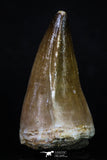 20199 - Well Preserved 2.26 Inch Mosasaur (Prognathodon anceps) Tooth