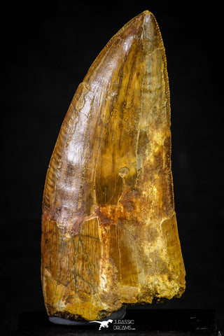 21213 - Finest Quality 3.11 Inch Carcharodontosaurus Dinosaur Tooth KemKem