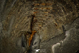 30461 - Unique Museum Grade 1.09 Inch Olenellus sp Lower Cambrian Trilobite - Canada