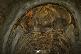 30461 - Unique Museum Grade 1.09 Inch Olenellus sp Lower Cambrian Trilobite - Canada