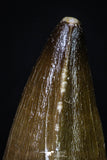 20199 - Well Preserved 2.26 Inch Mosasaur (Prognathodon anceps) Tooth