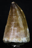 20199 - Well Preserved 2.26 Inch Mosasaur (Prognathodon anceps) Tooth
