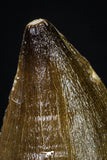 20199 - Well Preserved 2.26 Inch Mosasaur (Prognathodon anceps) Tooth