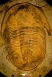 30462 - Huge 9.25 Inch Asaphid Trilobite in Concretion Ordovician Morocco