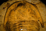 30462 - Huge 9.25 Inch Asaphid Trilobite in Concretion Ordovician Morocco