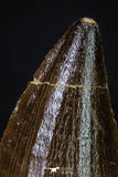 20200 - Well Preserved 2.37 Inch Mosasaur (Prognathodon anceps) Tooth