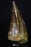 20200 - Well Preserved 2.37 Inch Mosasaur (Prognathodon anceps) Tooth