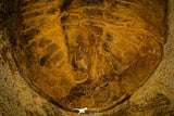 30462 - Huge 9.25 Inch Asaphid Trilobite in Concretion Ordovician Morocco