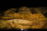 30462 - Huge 9.25 Inch Asaphid Trilobite in Concretion Ordovician Morocco