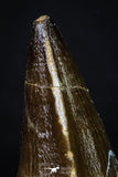 20200 - Well Preserved 2.37 Inch Mosasaur (Prognathodon anceps) Tooth