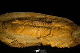 30462 - Huge 9.25 Inch Asaphid Trilobite in Concretion Ordovician Morocco