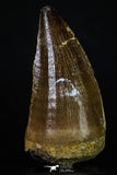 20200 - Well Preserved 2.37 Inch Mosasaur (Prognathodon anceps) Tooth