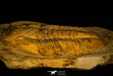 30462 - Huge 9.25 Inch Asaphid Trilobite in Concretion Ordovician Morocco