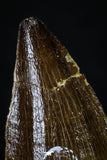 20200 - Well Preserved 2.37 Inch Mosasaur (Prognathodon anceps) Tooth