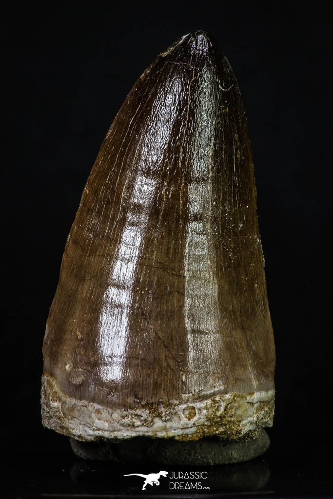 20201 - Top Rare 2.35 Inch Huge Prognathodon curii (Mosasaur) Tooth Late Cretaceous