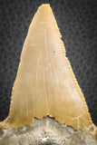 07324 - Top Huge OTODUS OBLIQUUS (mackerel shark) Tooth Paleocene