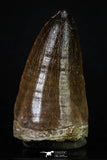 20201 - Top Rare 2.35 Inch Huge Prognathodon curii (Mosasaur) Tooth Late Cretaceous