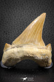 07325 - Top Huge OTODUS OBLIQUUS (mackerel shark) Tooth Paleocene