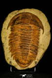 30463 - Top Rare Huge 8.27 Inch Comanchia sp Ordovician Zagora Morocco