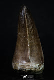 20201 - Top Rare 2.35 Inch Huge Prognathodon curii (Mosasaur) Tooth Late Cretaceous