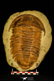 30463 - Top Rare Huge 8.27 Inch Comanchia sp Ordovician Zagora Morocco