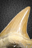07325 - Top Huge OTODUS OBLIQUUS (mackerel shark) Tooth Paleocene