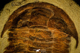 30463 - Top Rare Huge 8.27 Inch Comanchia sp Ordovician Zagora Morocco