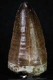 20201 - Top Rare 2.35 Inch Huge Prognathodon curii (Mosasaur) Tooth Late Cretaceous