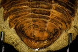 30463 - Top Rare Huge 8.27 Inch Comanchia sp Ordovician Zagora Morocco