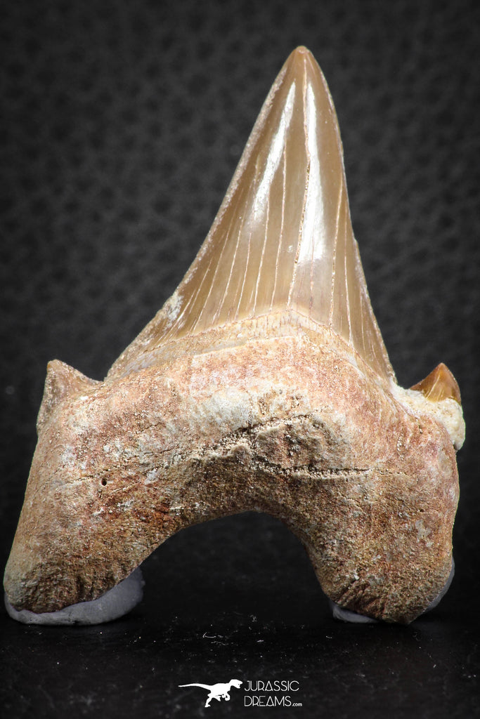 07326 - Top Huge OTODUS OBLIQUUS (mackerel shark) Tooth Paleocene