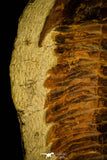 30463 - Top Rare Huge 8.27 Inch Comanchia sp Ordovician Zagora Morocco