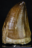 20202 - Well Preserved 2.08 Inch Mosasaur (Prognathodon anceps) Tooth