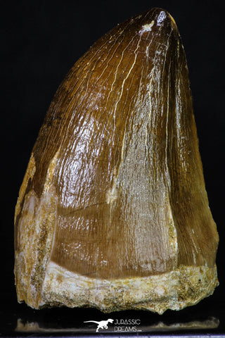 20202 - Well Preserved 2.08 Inch Mosasaur (Prognathodon anceps) Tooth