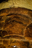 30463 - Top Rare Huge 8.27 Inch Comanchia sp Ordovician Zagora Morocco