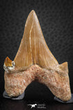 07326 - Top Huge OTODUS OBLIQUUS (mackerel shark) Tooth Paleocene