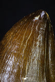 20202 - Well Preserved 2.08 Inch Mosasaur (Prognathodon anceps) Tooth