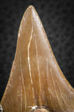07326 - Top Huge OTODUS OBLIQUUS (mackerel shark) Tooth Paleocene