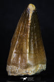 20202 - Well Preserved 2.08 Inch Mosasaur (Prognathodon anceps) Tooth
