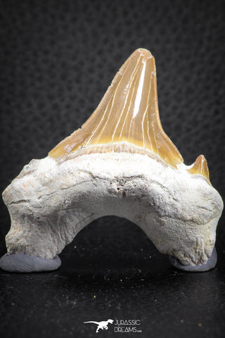 07327 - Top Huge OTODUS OBLIQUUS (mackerel shark) Tooth Paleocene