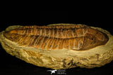 30463 - Top Rare Huge 8.27 Inch Comanchia sp Ordovician Zagora Morocco