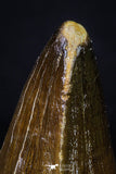 20202 - Well Preserved 2.08 Inch Mosasaur (Prognathodon anceps) Tooth