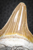 07327 - Top Huge OTODUS OBLIQUUS (mackerel shark) Tooth Paleocene
