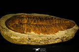 30463 - Top Rare Huge 8.27 Inch Comanchia sp Ordovician Zagora Morocco