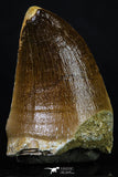 20202 - Well Preserved 2.08 Inch Mosasaur (Prognathodon anceps) Tooth