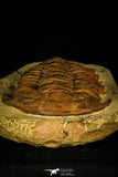 30463 - Top Rare Huge 8.27 Inch Comanchia sp Ordovician Zagora Morocco