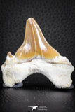 07327 - Top Huge OTODUS OBLIQUUS (mackerel shark) Tooth Paleocene