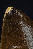 20202 - Well Preserved 2.08 Inch Mosasaur (Prognathodon anceps) Tooth