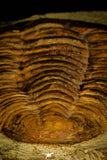 30463 - Top Rare Huge 8.27 Inch Comanchia sp Ordovician Zagora Morocco