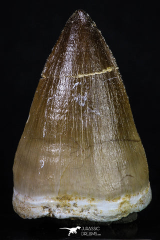 20203 - Well Preserved 1.96 Inch Mosasaur (Prognathodon anceps) Tooth